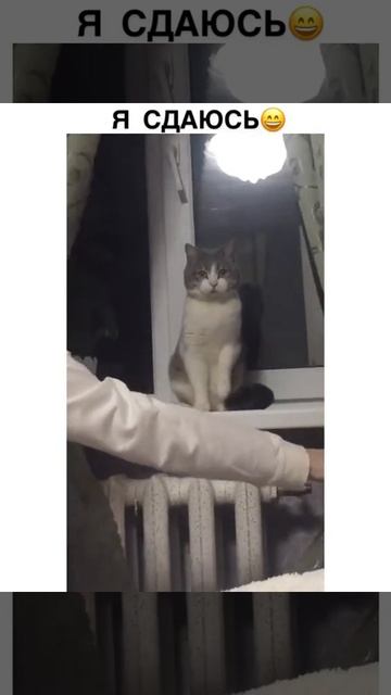 Смешные и милые кошки❣️котики #funny #kitten #кошка #кошки #кошка #kittensmeowing #shorts #shorts смотреть онлайн