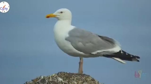 Жалған өмір туралы терме, авторы кім екенін білмеймін, шын журектен айтылған!!!