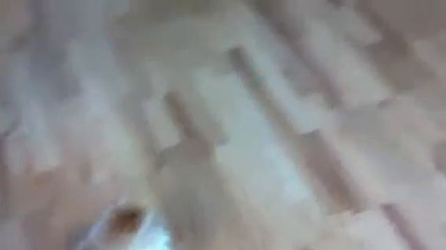 Truffle pink shirt and kitten play смотреть онлайн