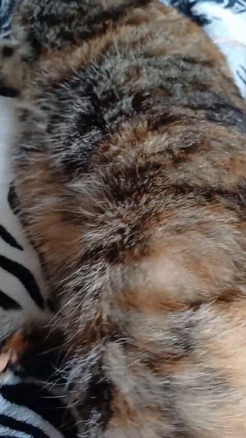 Моей кошечке Габе  белый гриб не понравился , даже не попробовала 24 июня 2023 год