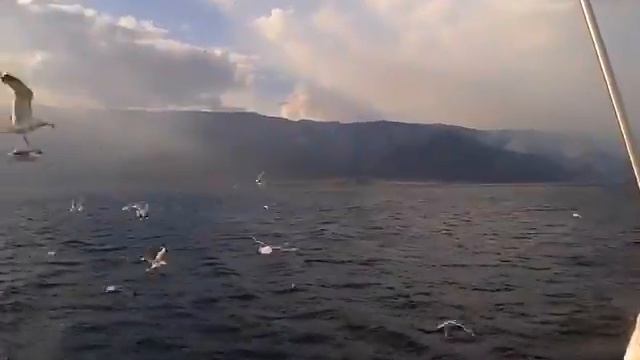 Проходя мимо острова чаек смотреть онлайн