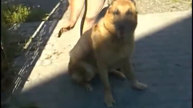 Уничтожение сорняков (face-off).flv