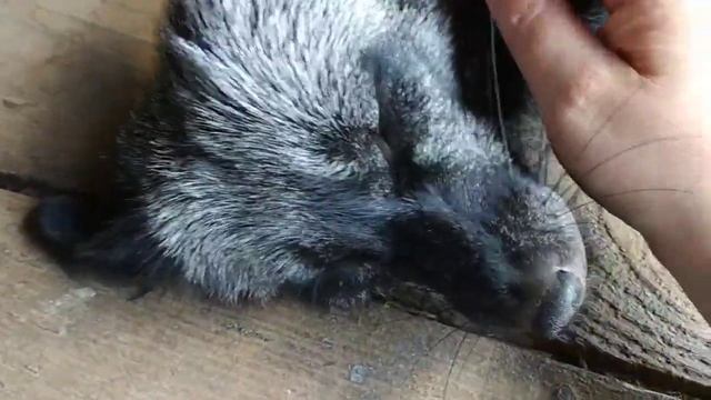 Как меняется лиса... когда рядом... слоник смотреть онлайн