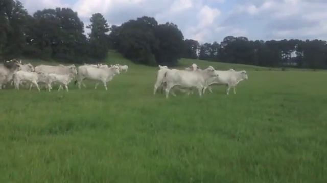 Registered Brahman Cows most are JD Hudgins Cows! смотреть онлайн