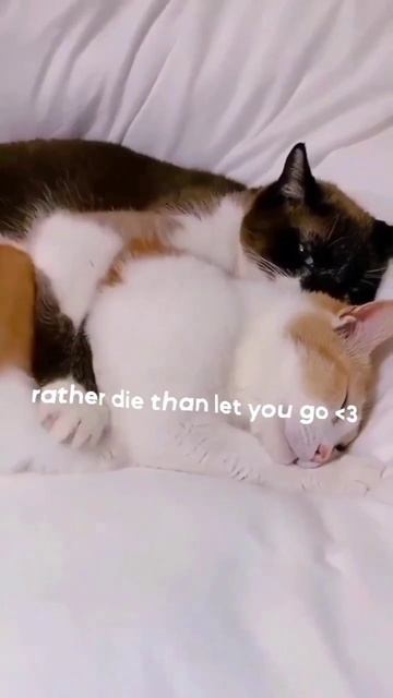 𝓤𝓷𝓽𝓲𝓵 𝓘 𝓯𝓸𝓾𝓷𝓭 𝔂𝓸𝓾🎶 English lyrics video short 💗 смотреть онлайн