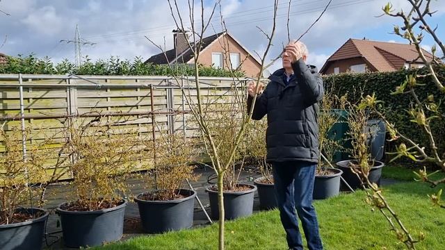 Слива из привитой почки