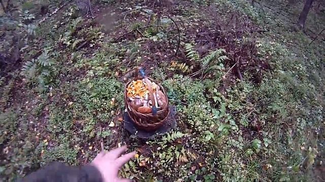 Грибы (выход в лес и потеря камеры)