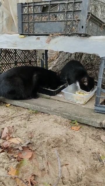 Кошачья полевая кухня смотреть онлайн