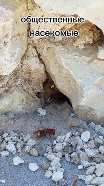 Охотники за пчелами - восточные шершни. смотреть онлайн