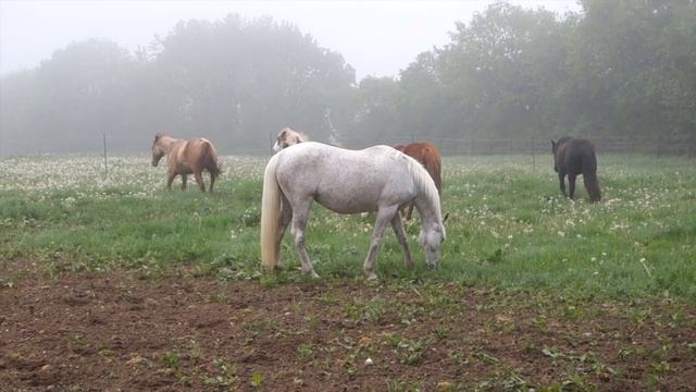 Die Stutenherde смотреть онлайн