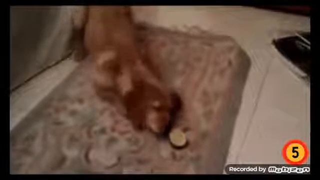 Реакция собак на лимон (Ржачь) смотреть онлайн