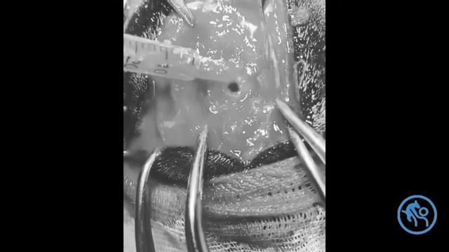 Риноскопия,фронтотомия у собаки смотреть онлайн