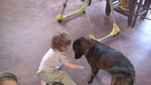 Kai Ken (甲斐犬) "Kumi" with Human (人間) "Chase" смотреть онлайн
