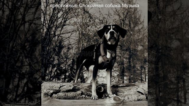 Звуки (Собаки) смотреть онлайн