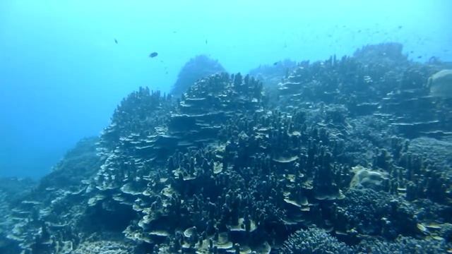 '12.12月 『パラオハマサンゴ群集 in 大浦湾』　沖縄本島Dive Shop桜海 смотреть онлайн