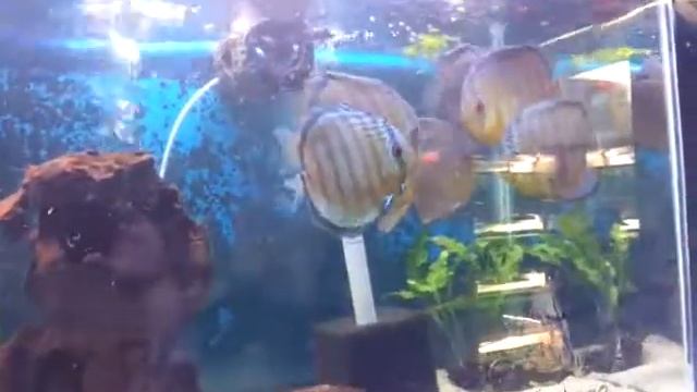 Wild Royal Green Discus Feeding on Bloodworms (1 of 2) смотреть онлайн