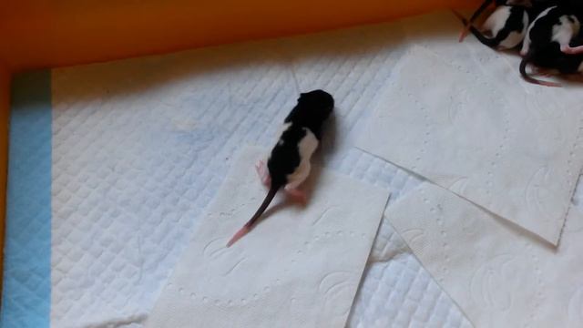 Крысиный побег смотреть онлайн