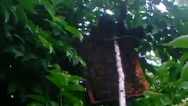 Ловля роя смотреть онлайн