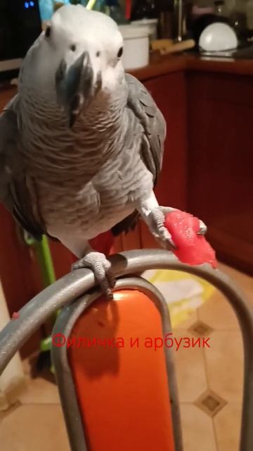 🍉🍉🍉 #попугай #parrot #жако #популярное #хит #птицы #птица #жакопопугай #animals #shorts смотреть онлайн