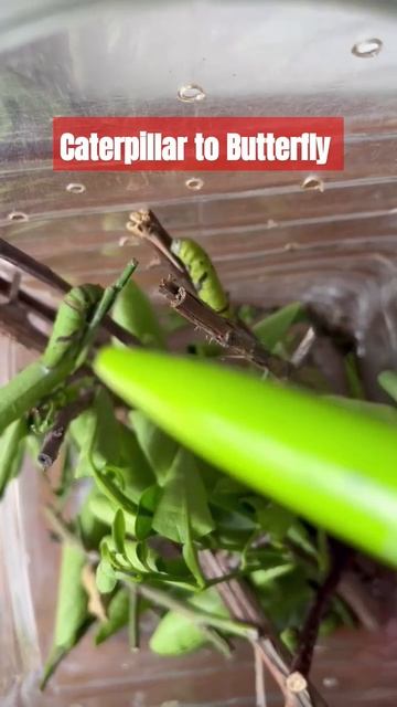 Caterpillar to Butterfly #shortvideo #viral #ritishabhakta #trending смотреть онлайн
