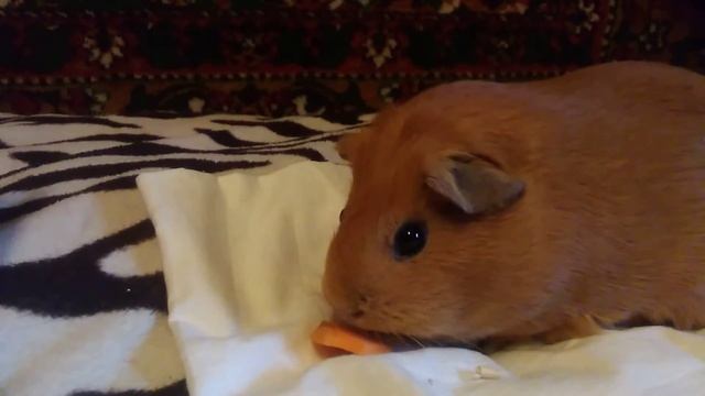 что выберет морская свинка 1 часть смотреть онлайн