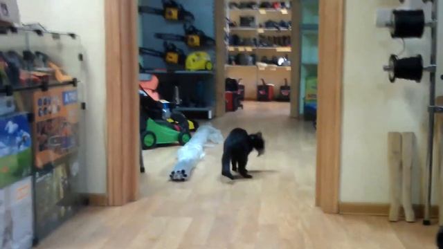 Котэ по прыгун.3gp смотреть онлайн