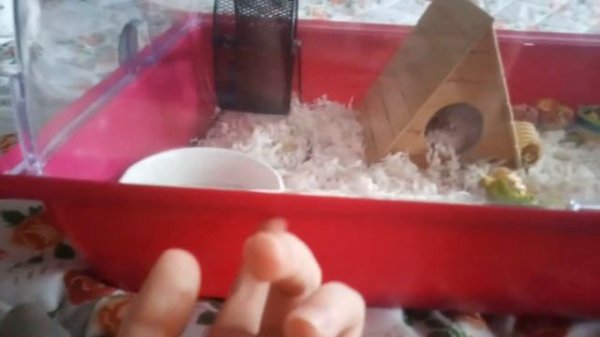 Как ухаживать за хомяком? Всё про хомяков