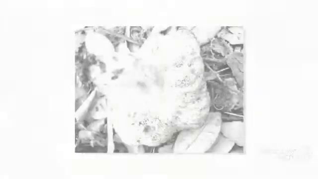 Pulchroboletus Roseoalbidus - Fungi Kingdom