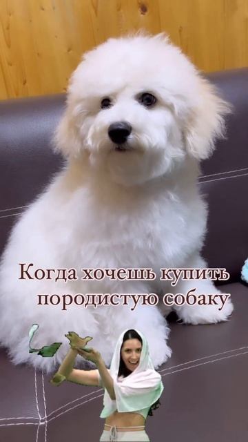 Когда хочешь купить породистую собаку #щенок #собака #бишон_бонни #юмор #собакамечты #щеночек смотреть онлайн