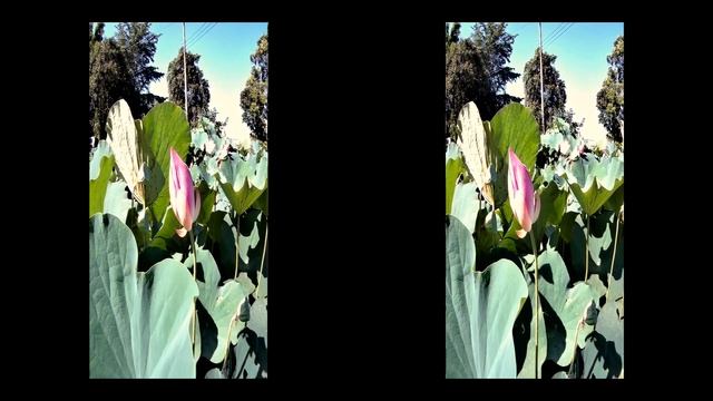 Lotus Water lily field 3D SBS Video 3D Vr Box 1080p strereoscopic смотреть онлайн