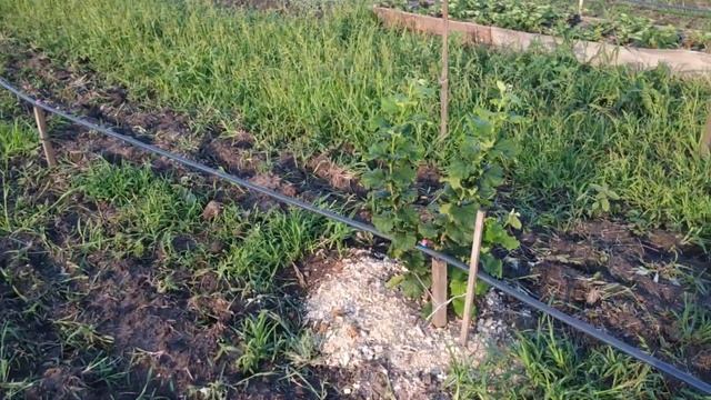 Агротехника фундукового сада и микориза на трапезунде. mycorrhiza on hazelnuts #АртемСадLIFE смотреть онлайн