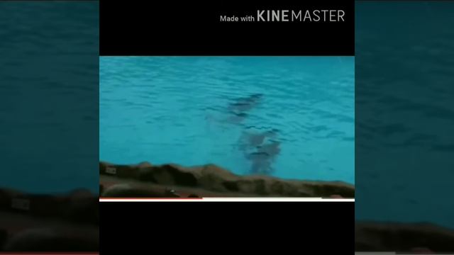 ДЕЛЬФИН шоу смотреть онлайн