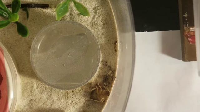 Feeding Time! (FT: Floridanus, Fulva) смотреть онлайн