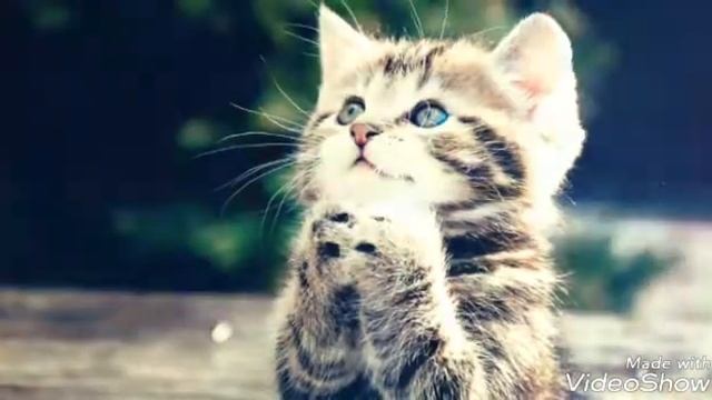 Песня Тает лёд, про собак и котят и лошедей смотреть онлайн