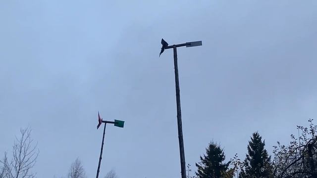 Сбор калины в Подмосковье в ноябре