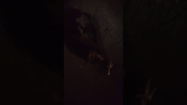 Подкормка ранним утром смотреть онлайн