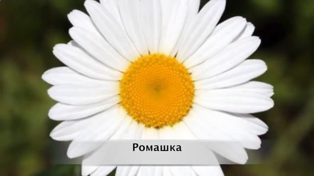 100 слов для детей 1-3 года! Развивающие мультики для детей #2