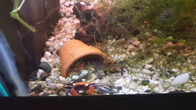 Krab Red Devil смотреть онлайн