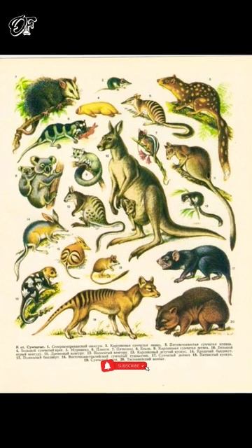 Marsupials Animals #shorts смотреть онлайн