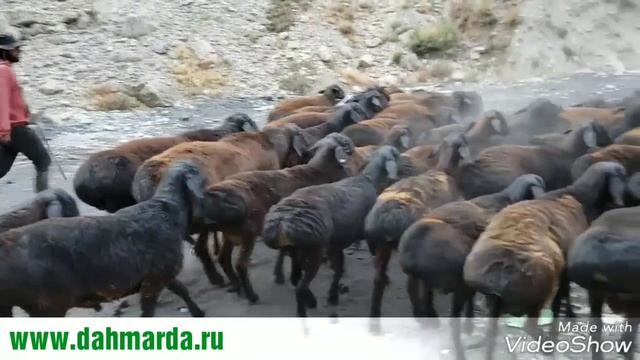 Красота и грация гиссарских овец смотреть онлайн