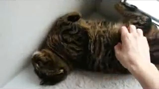 Недовольный КОТ смотреть онлайн