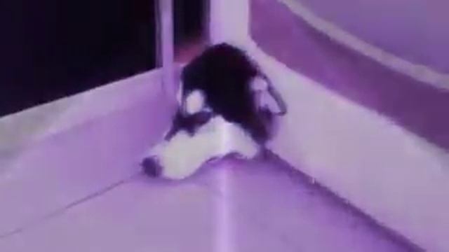 Собака бяка смотреть онлайн