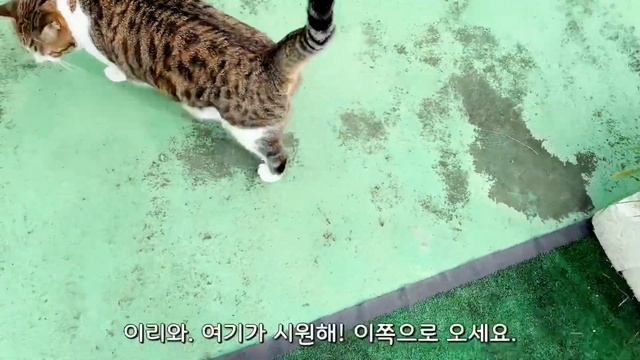 부르면 달려오는 고양이! смотреть онлайн
