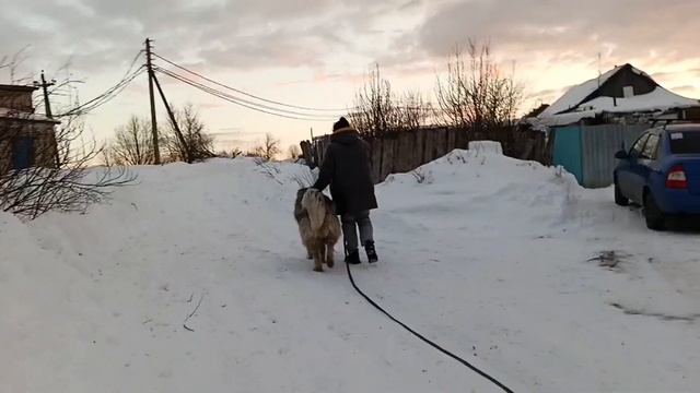 Кавказская овчарка обучение 💣/ дрессировка кавказской овчарки#дрессировкасобаки #кавказскаяовчарка