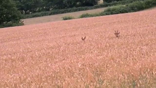 Roe Called Using Buttolo Call.