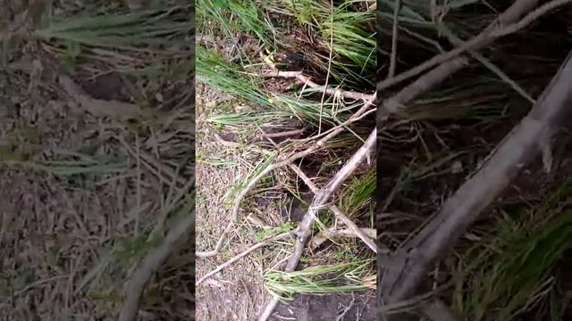Бобри смотреть онлайн