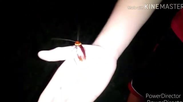 FREE HANDLING A ADULT AMERICAN COCKROACH (Periplaneta Americana) смотреть онлайн
