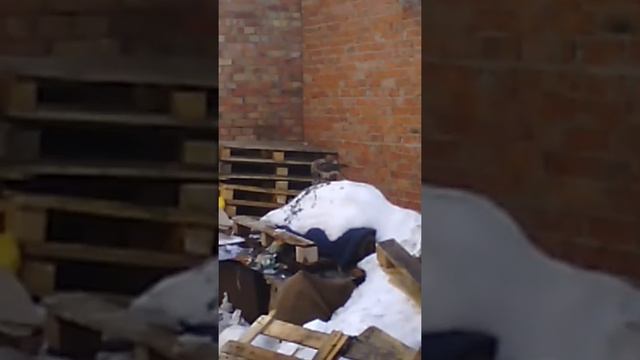 Голодный сокол смотреть онлайн