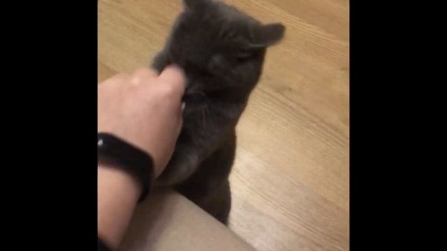 Красотка кошка Мура играет с рукой*))) смотреть онлайн