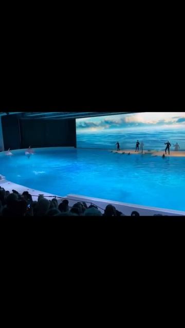 #shortvideo #swedenvlog #sweden/Dolphin show in Kolmården zoo -Sweden #kolmården смотреть онлайн